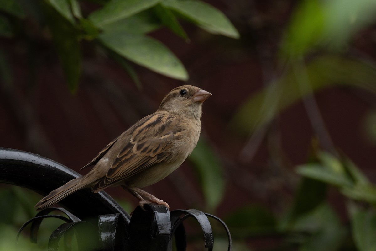 House Sparrow - ML645725015