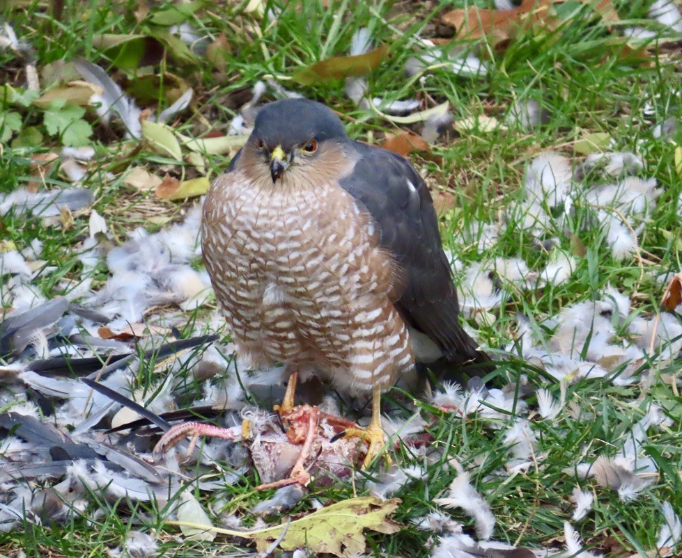 Sharp-shinned Hawk - ML645725020