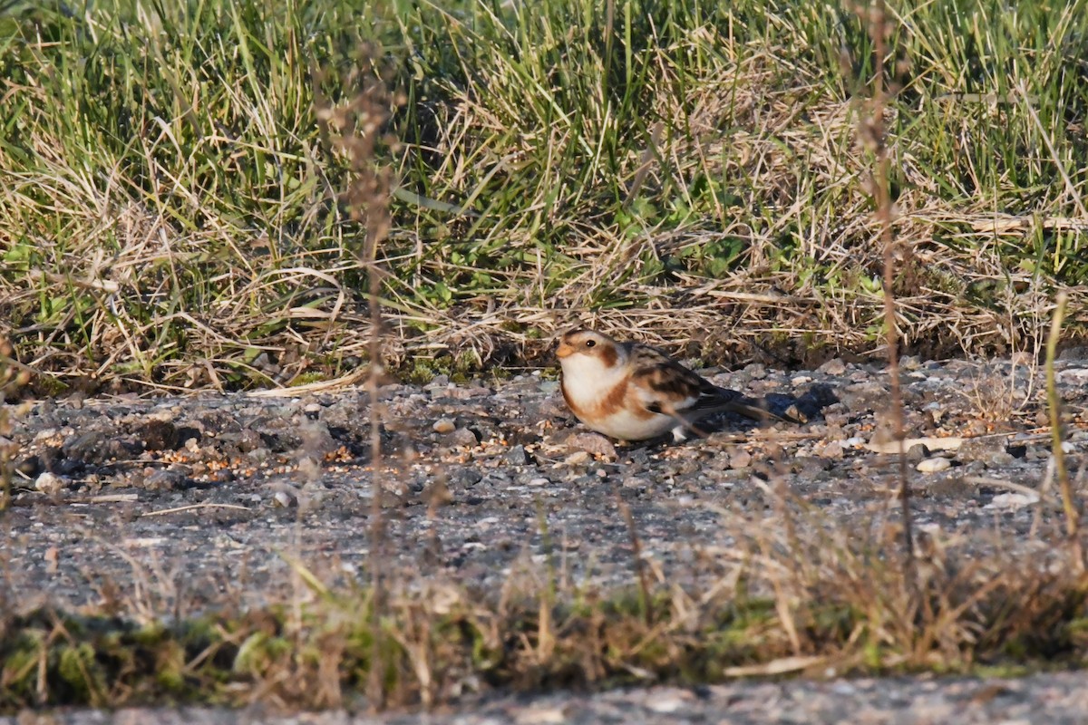 Alaca Çinte - ML645725023