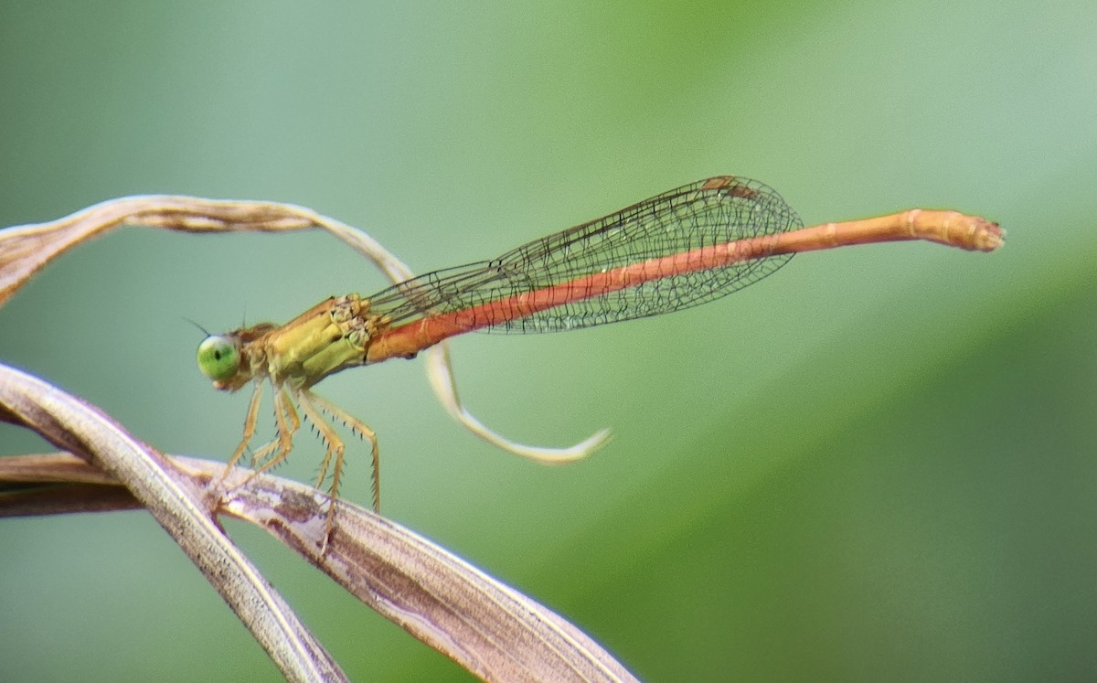 Common Citril - ML645725026