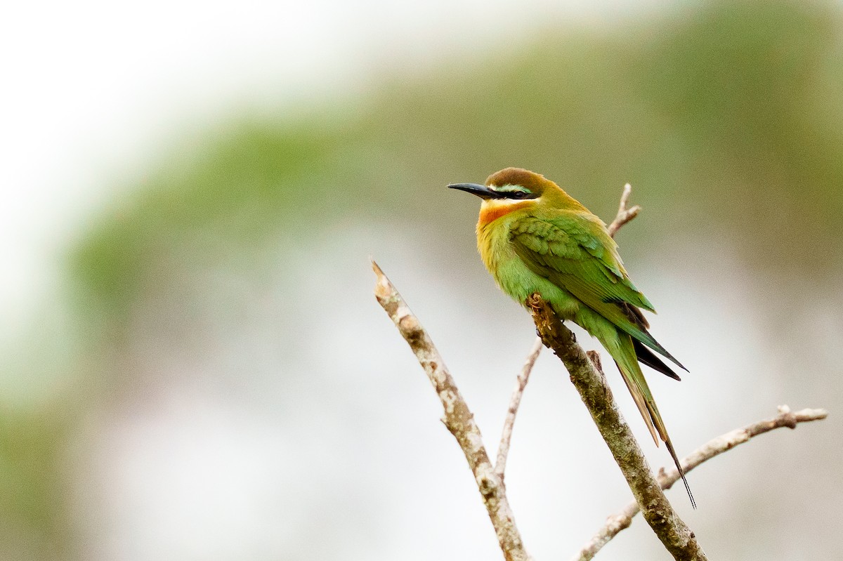 マダガスカルハチクイ - ML645725033