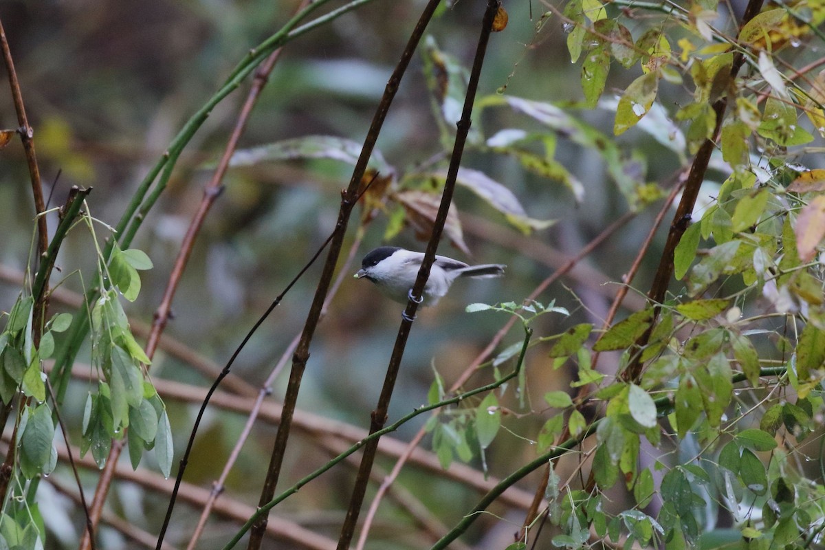 Willow Tit - ML645725034