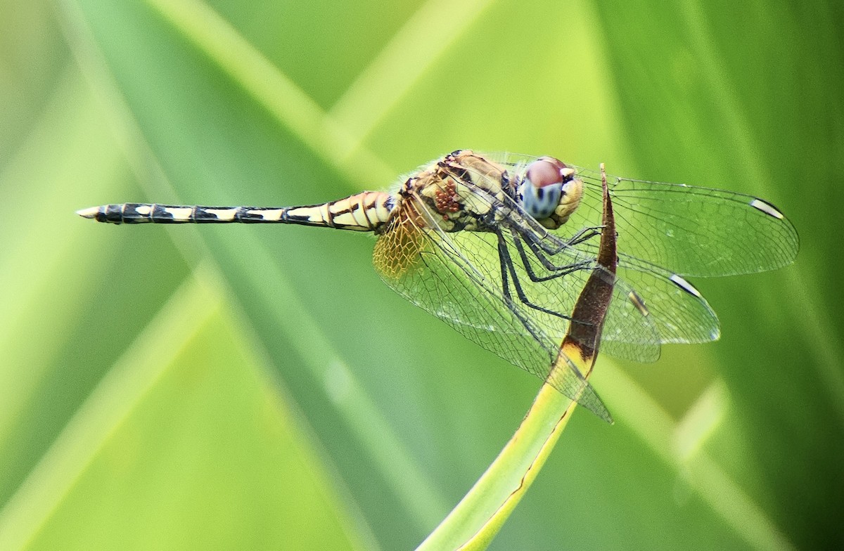 Barbet Percher - ML645725037