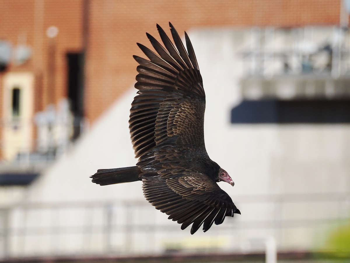 Turkey Vulture - ML645725044