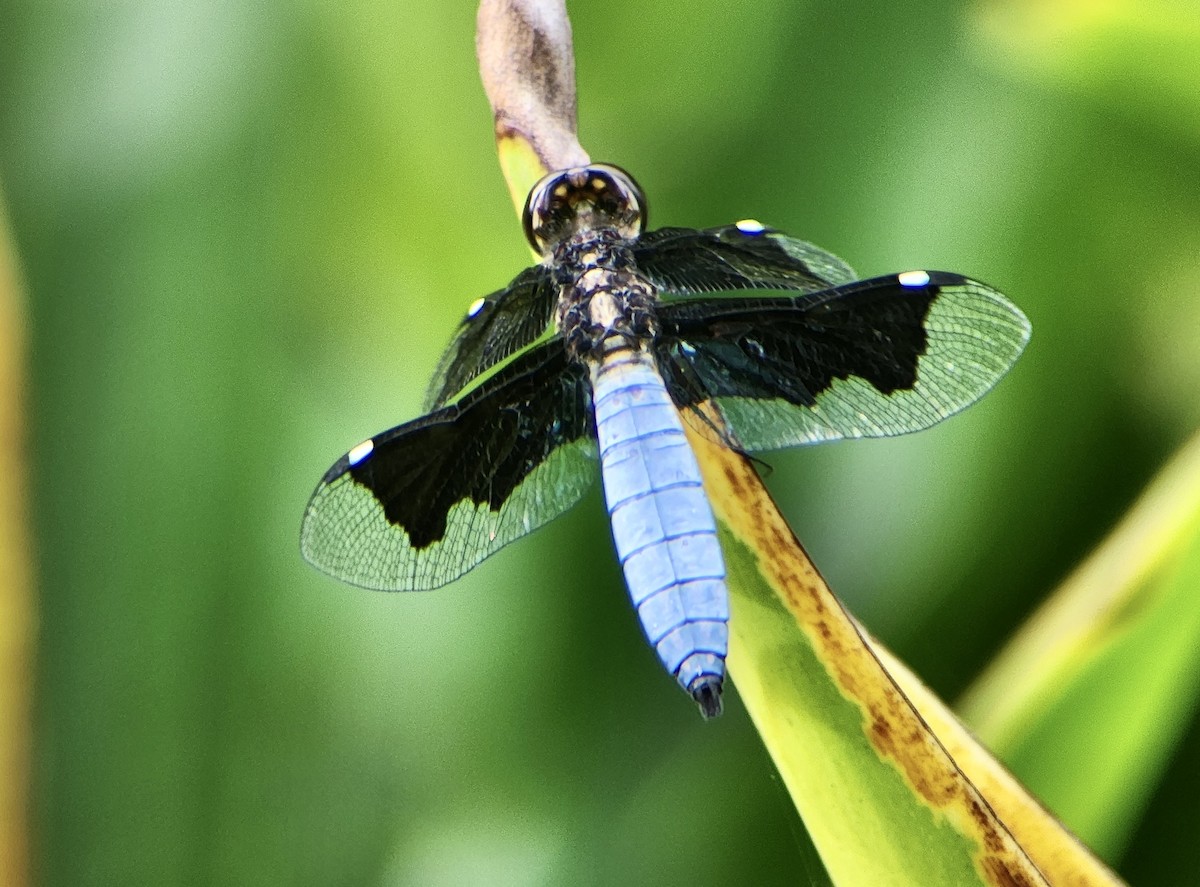 Lucia Widow - ML645725048