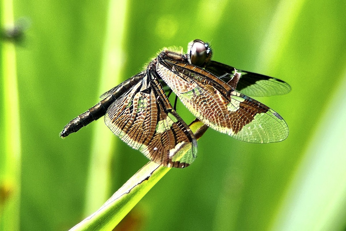 Skylight Flutterer - ML645725050