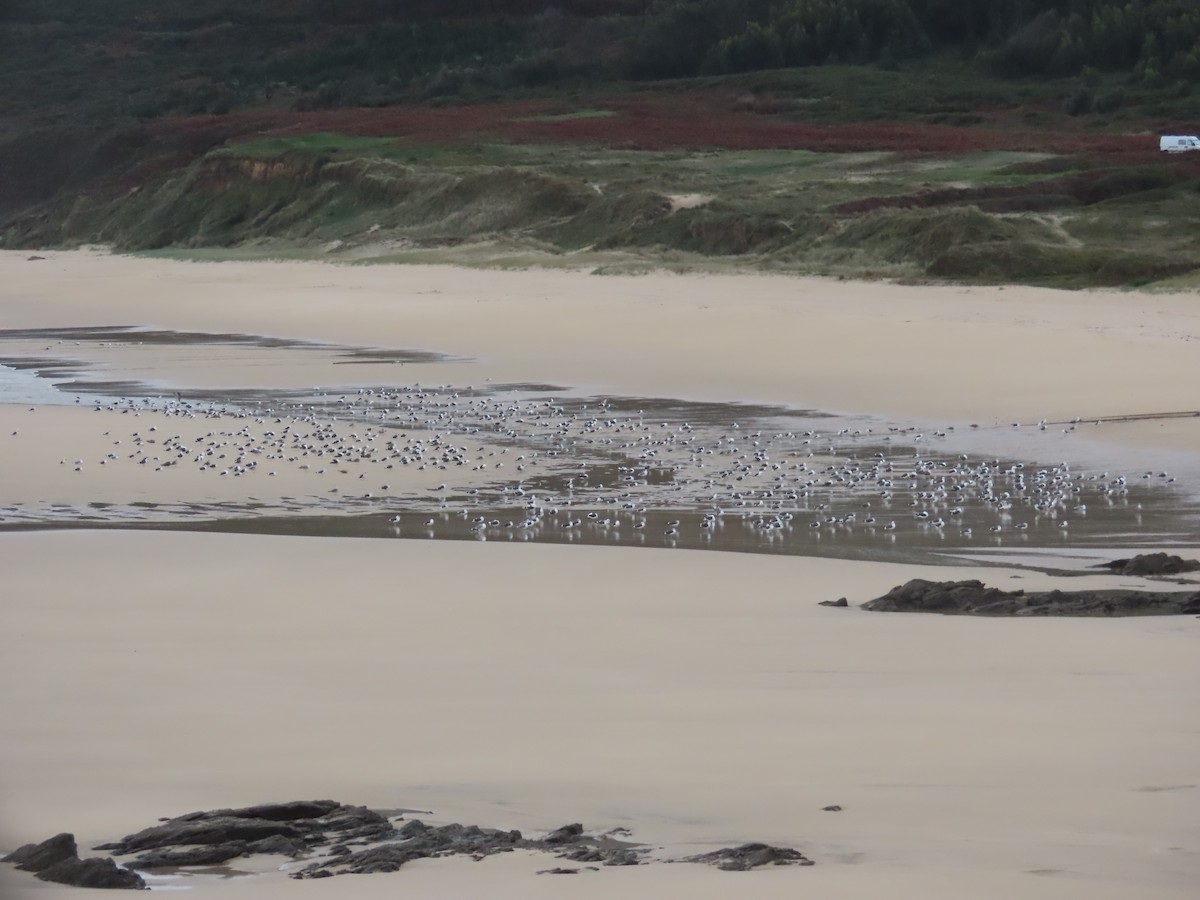 Zafferano - ML645725053