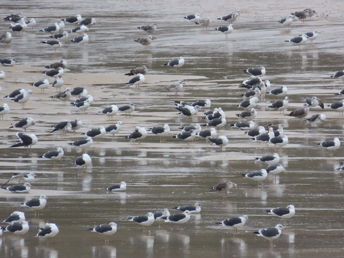 Zafferano - ML645725054