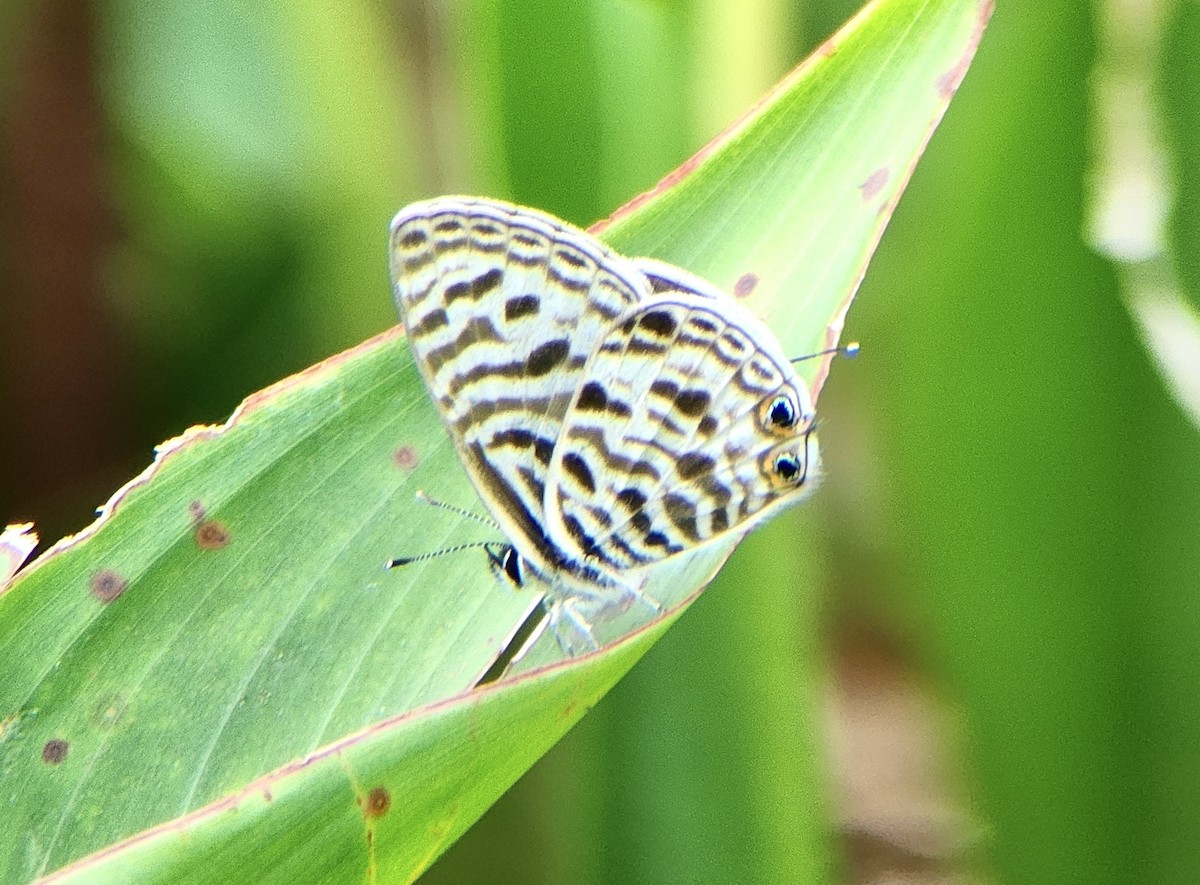 Common Blues - ML645725057