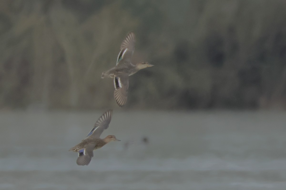 Green-winged Teal - ML645725058