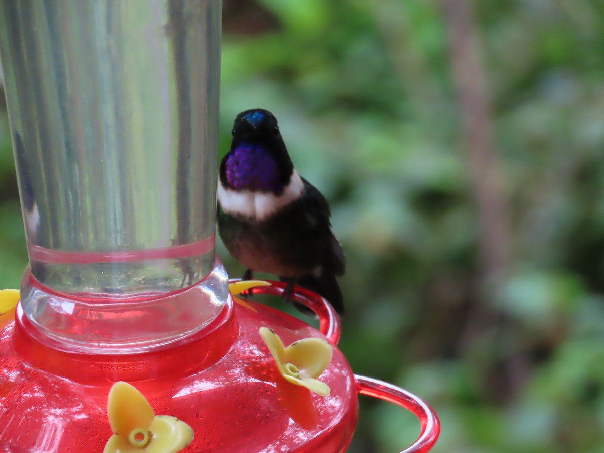 Amethyst-throated Sunangel - ML645725060