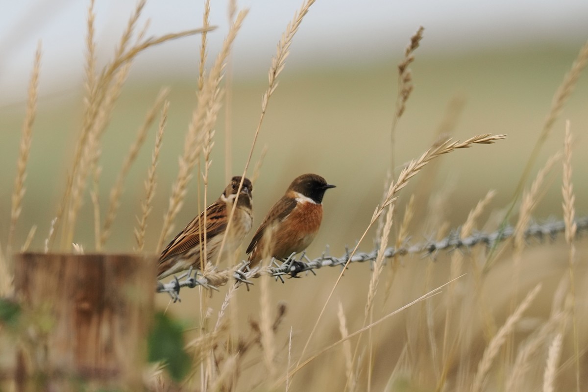 Трав'янка чорноголова - ML645725061