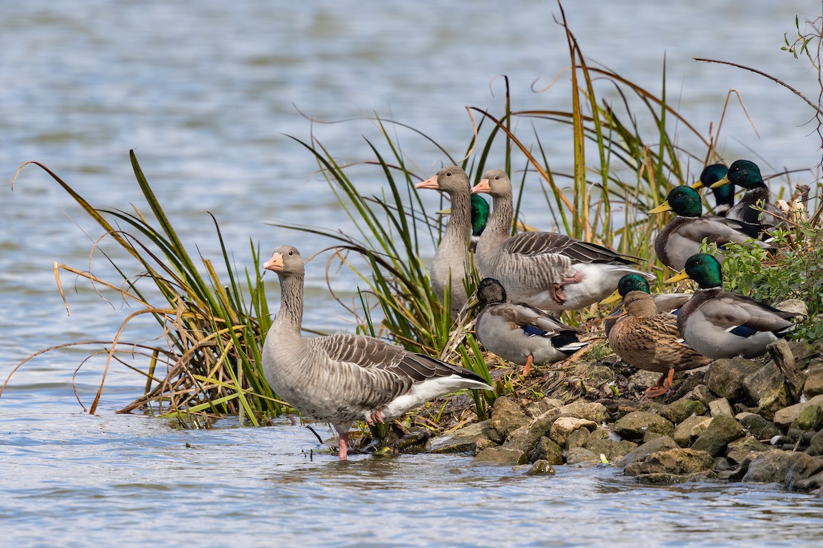 Graylag Goose - ML645725062