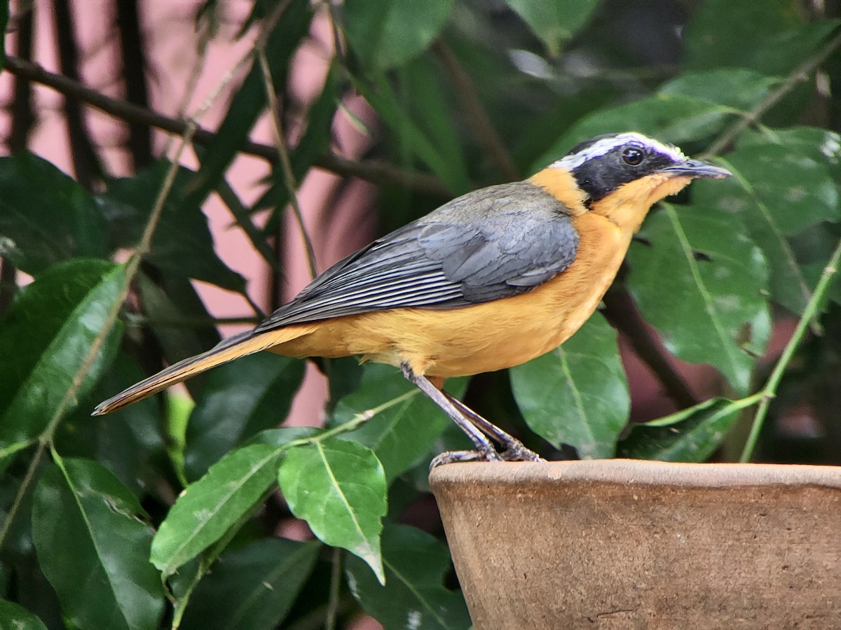 White-browed Robin-Chat - ML645725064