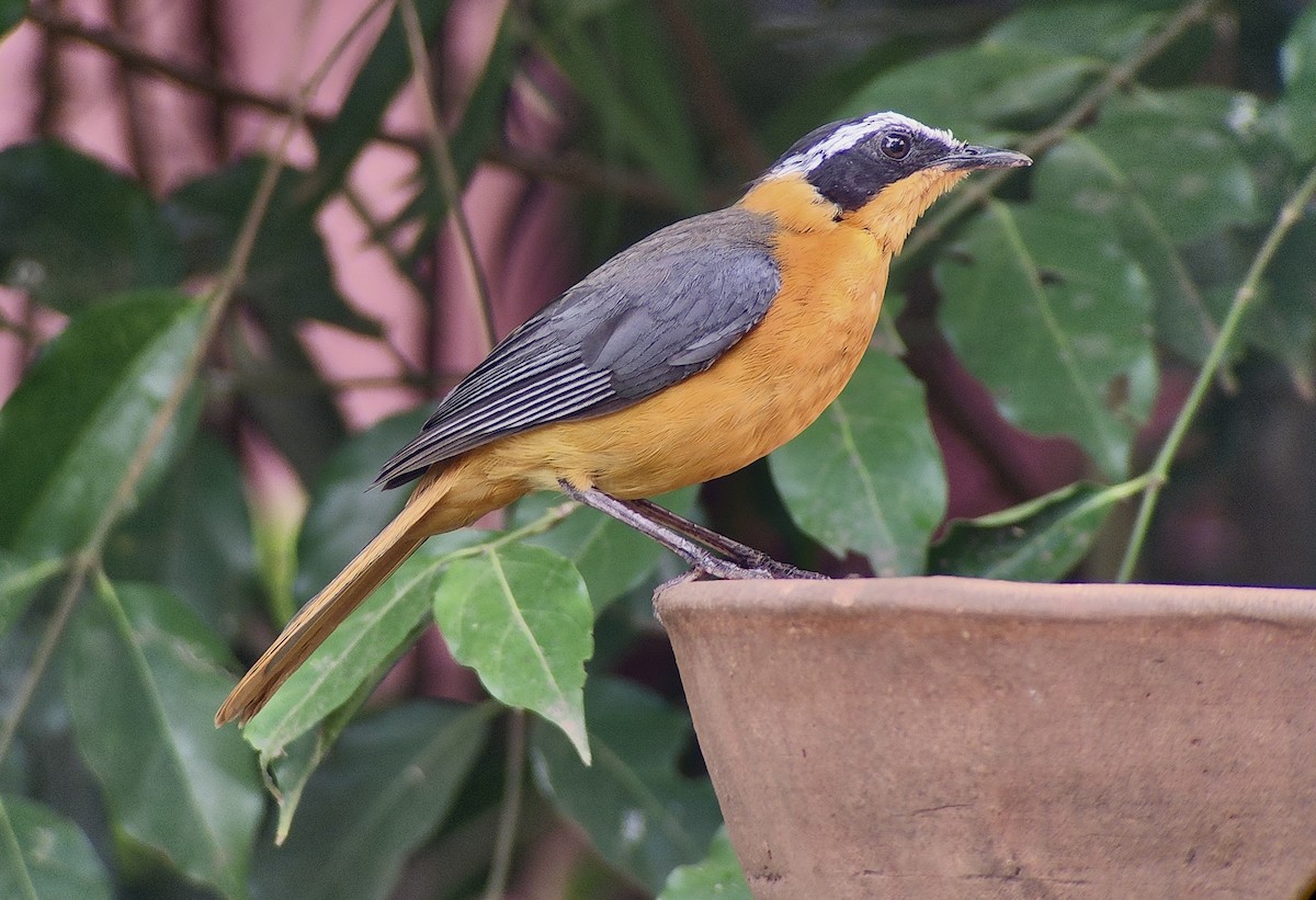 White-browed Robin-Chat - ML645725065