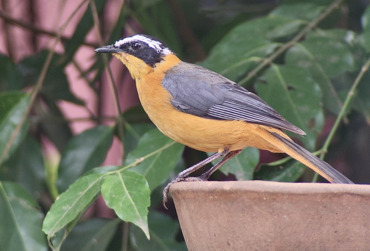 White-browed Robin-Chat - ML645725067