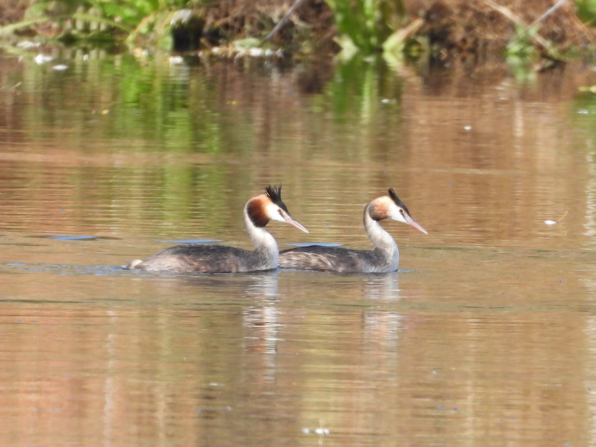 Great Crested Grebe - ML645725068