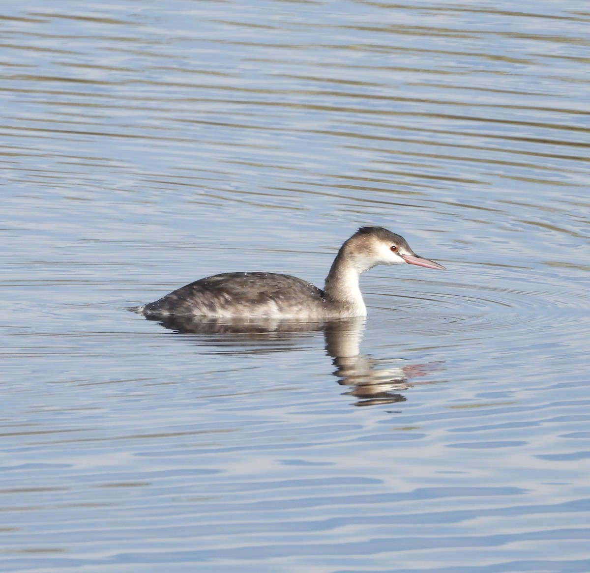 Great Crested Grebe - ML645725069