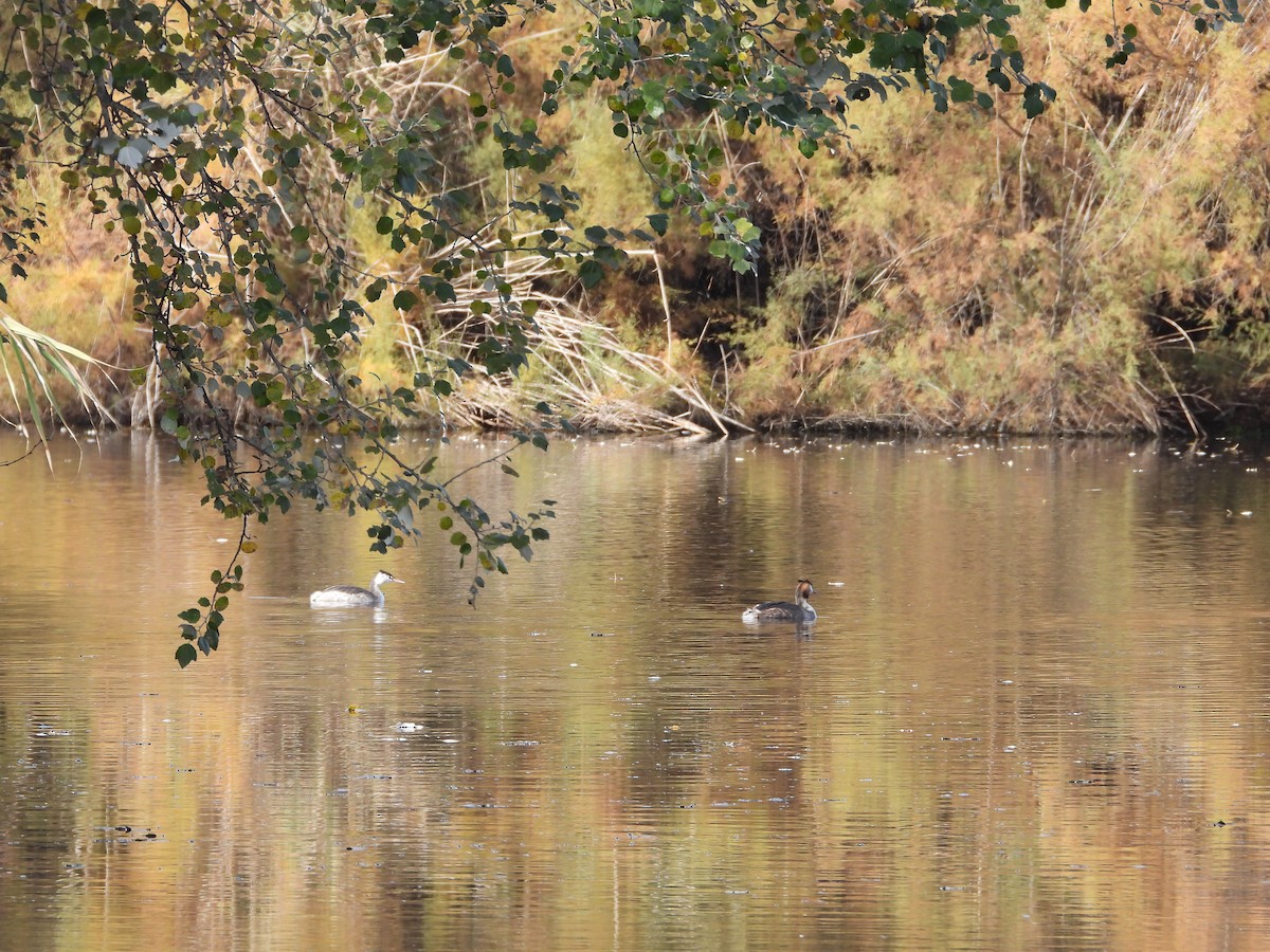 Great Crested Grebe - ML645725071