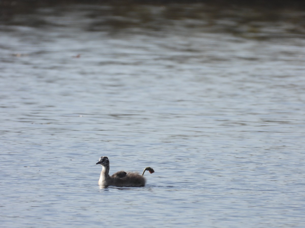 Great Crested Grebe - ML645725072