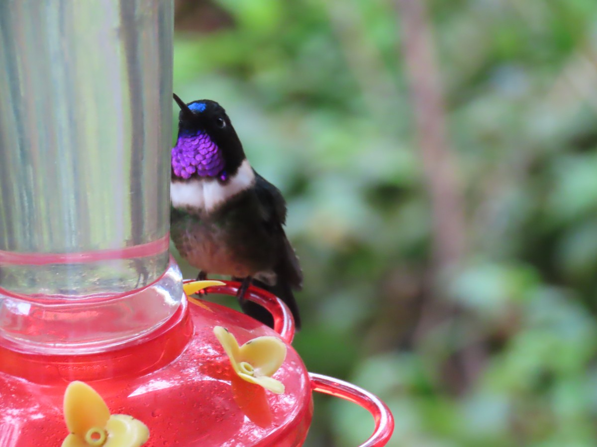 Amethyst-throated Sunangel - ML645725074