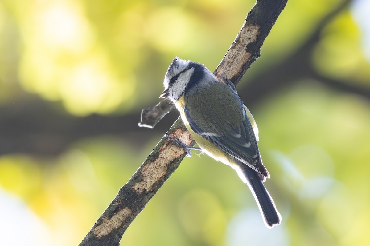 Eurasian Blue Tit - ML645725075