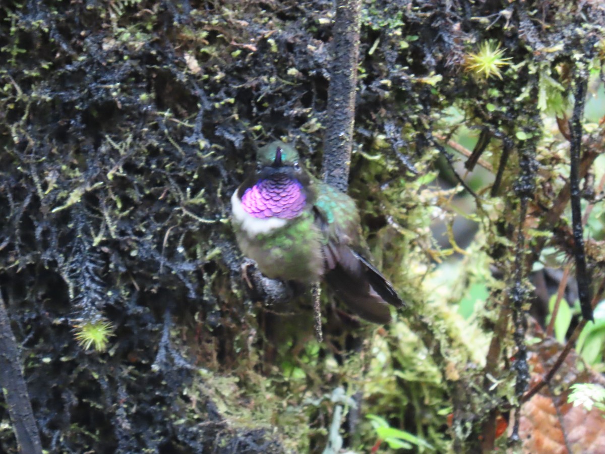 Amethyst-throated Sunangel - ML645725076