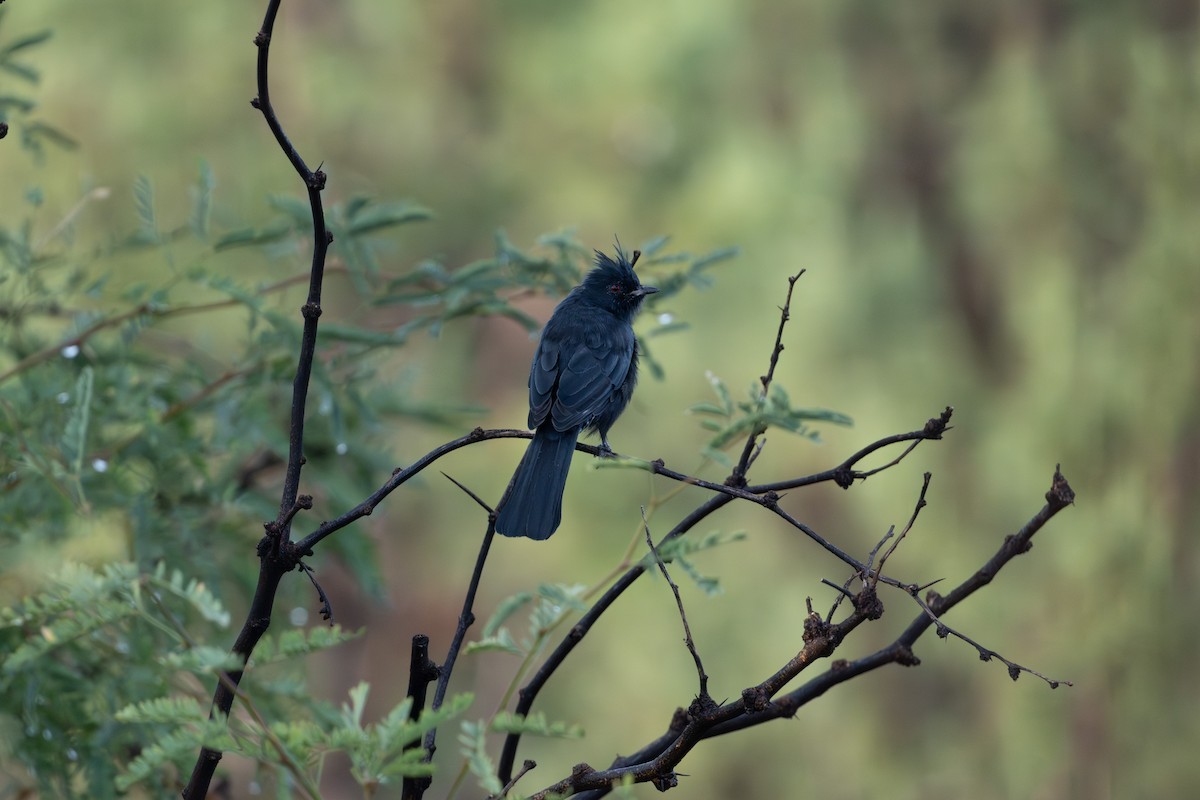 Phainopepla - ML645725078