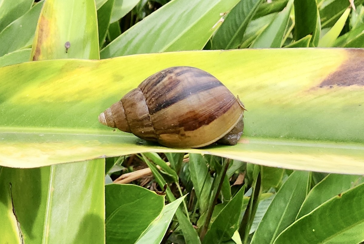Giant African Land Snail - ML645725081