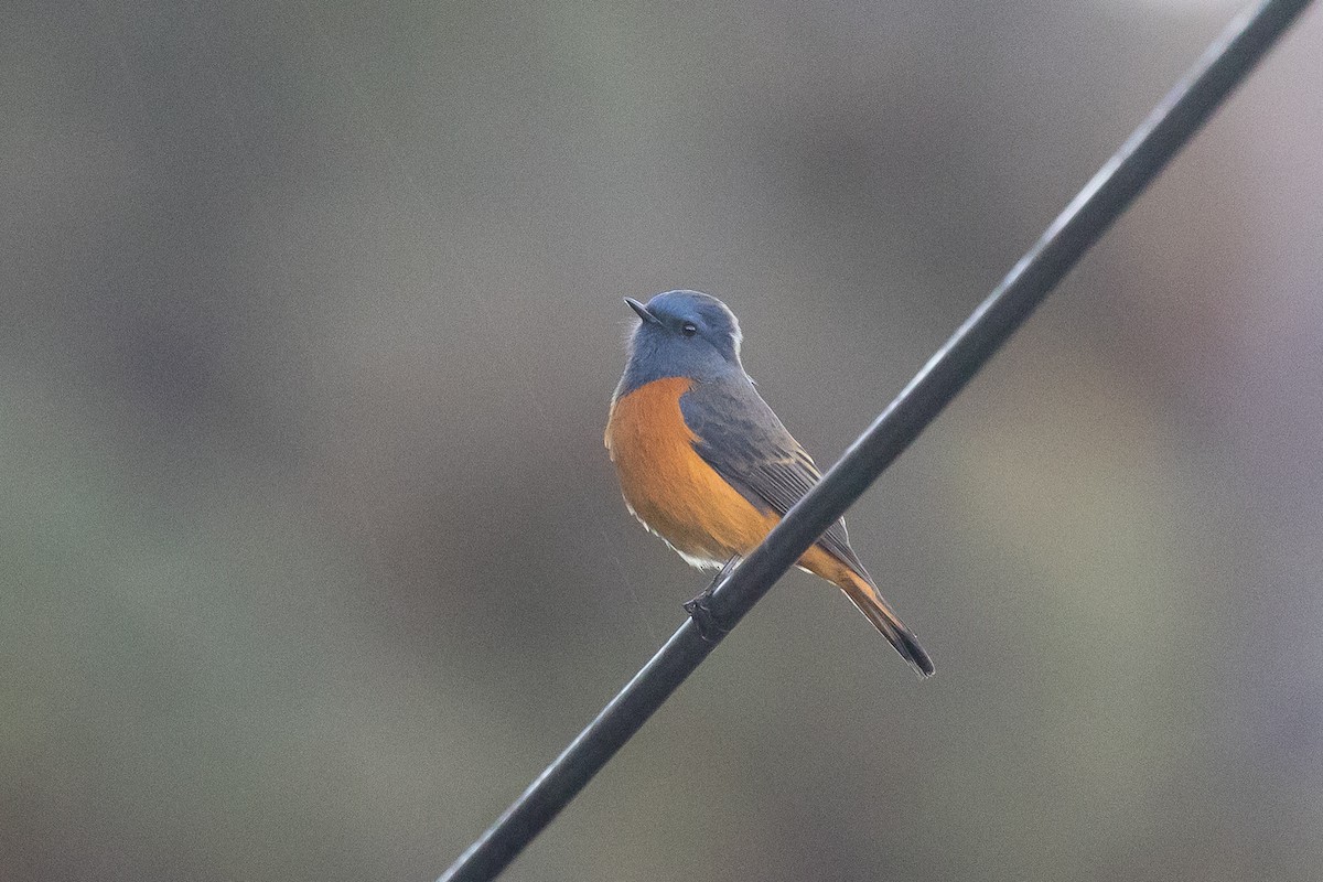Blue-fronted Redstart - ML645725082