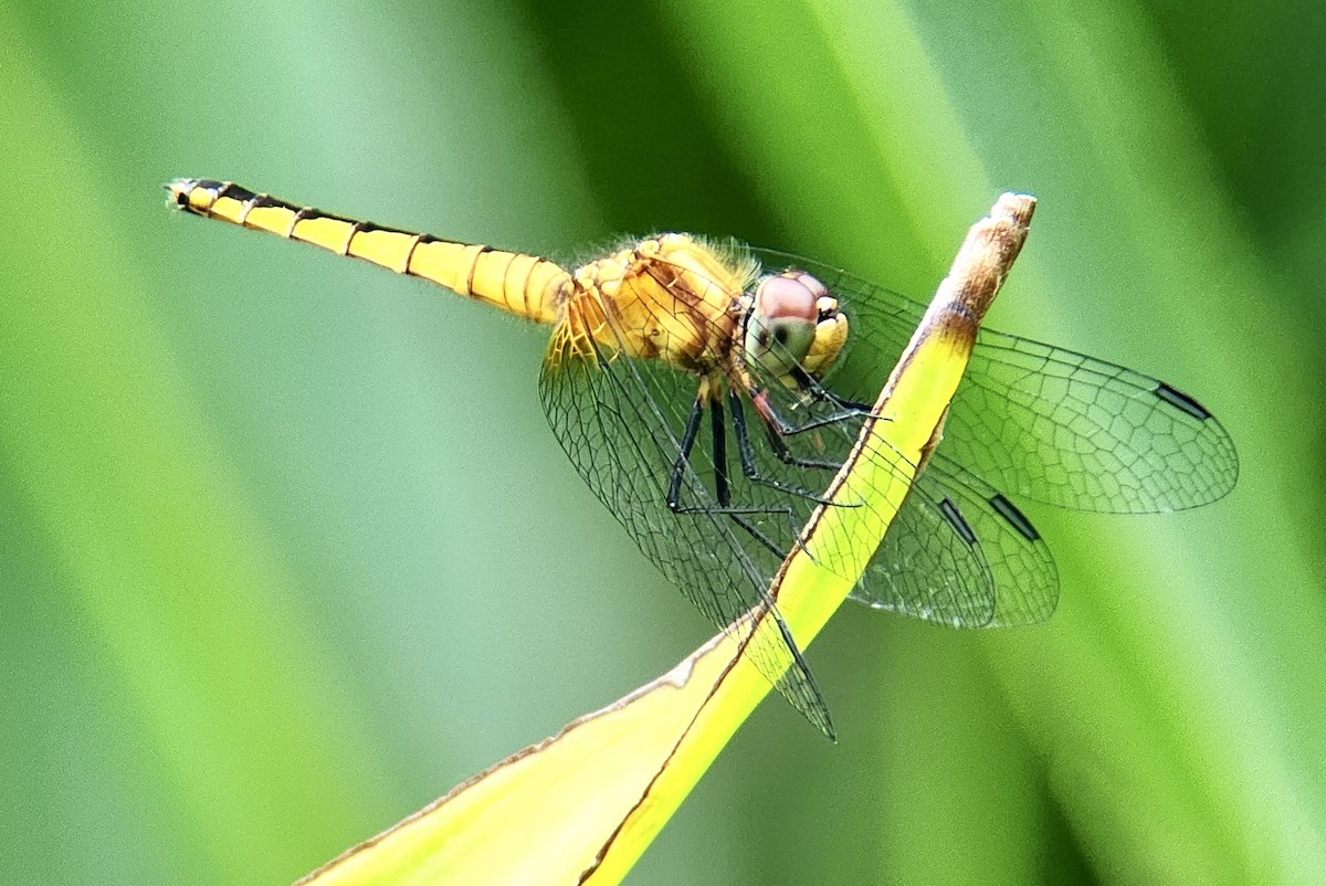 Pygmy Basker - ML645725083