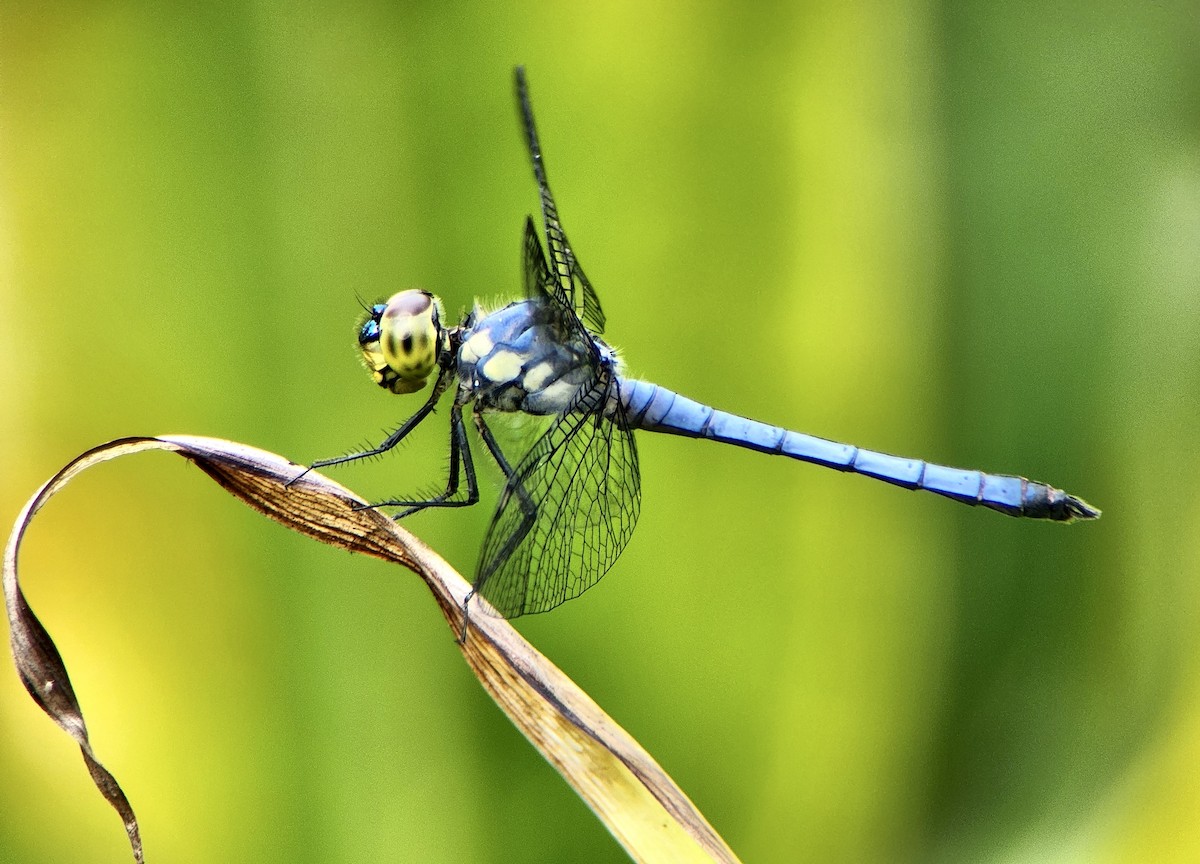 Inspector - ML645725086