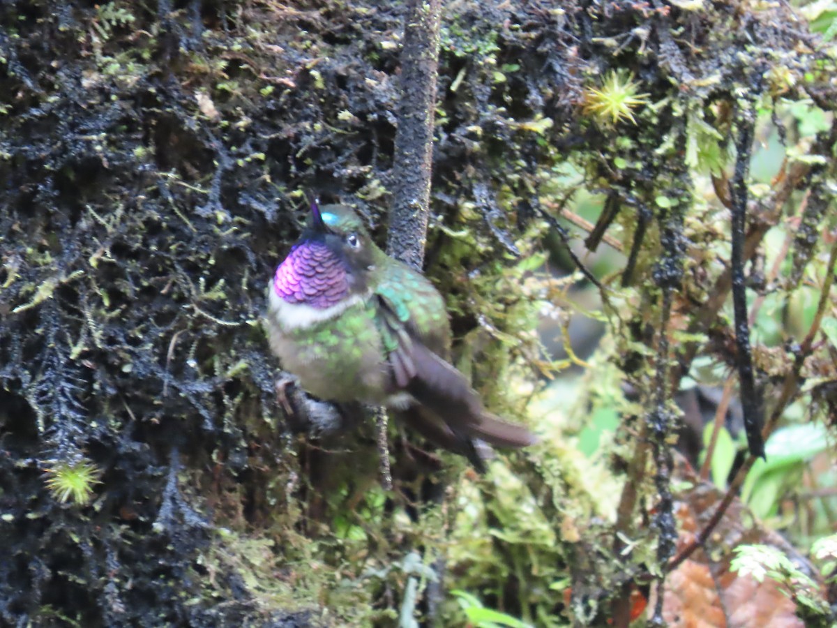 Amethyst-throated Sunangel - ML645725087