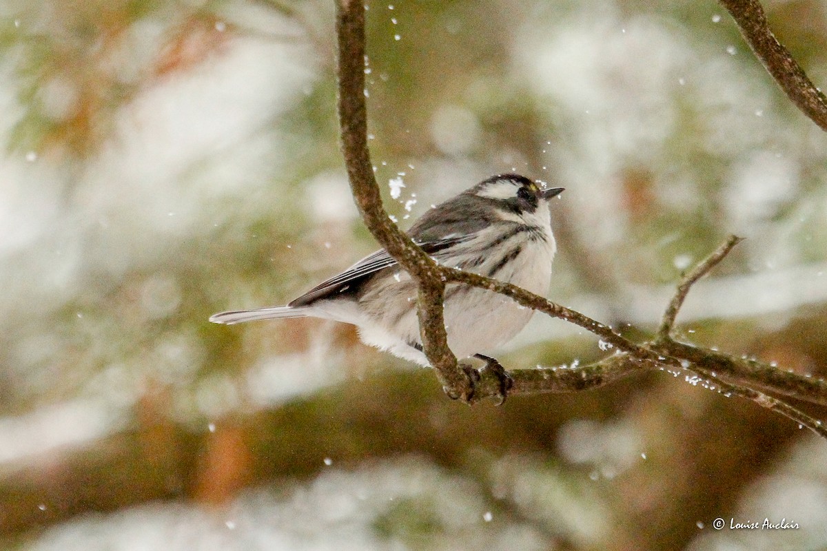 Black-throated Gray Warbler - ML645725088