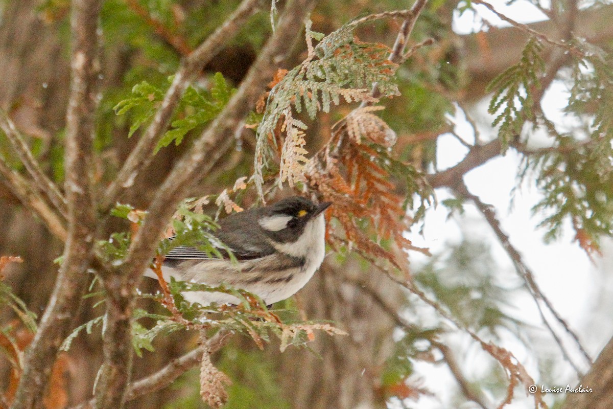 Black-throated Gray Warbler - ML645725089