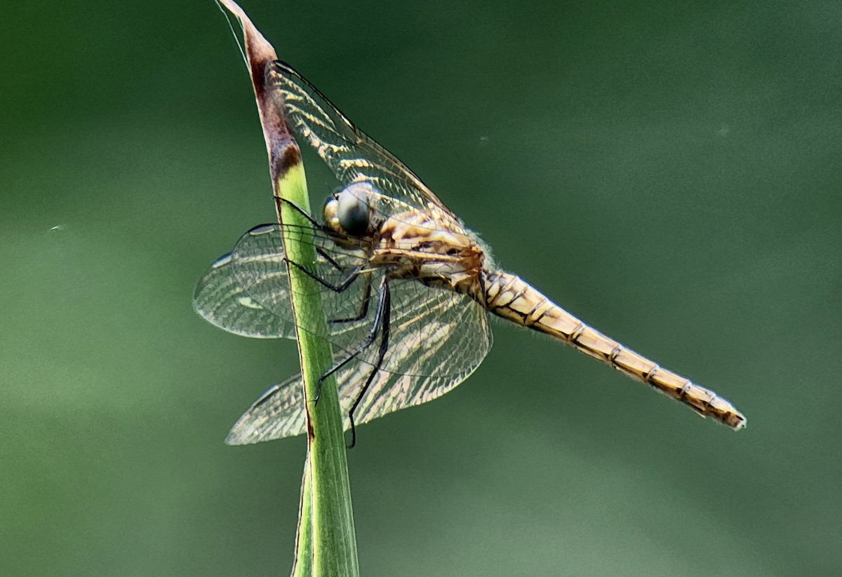 Violet Dropwing - ML645725090