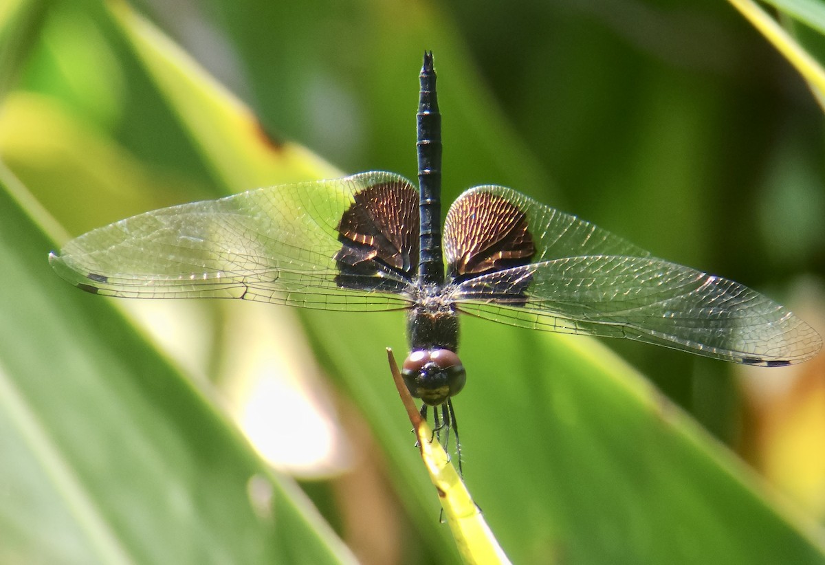 Phantom Flutterer - ML645725091