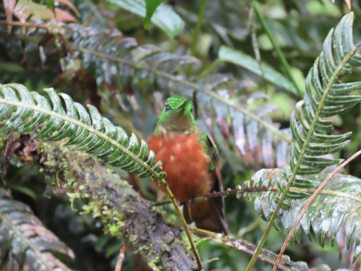 Chestnut-breasted Coronet - ML645725092