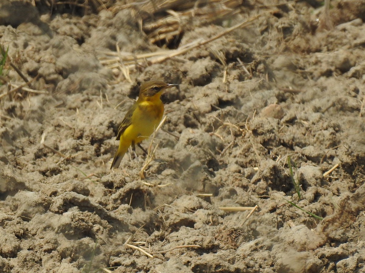 Western Yellow Wagtail - ML645725096