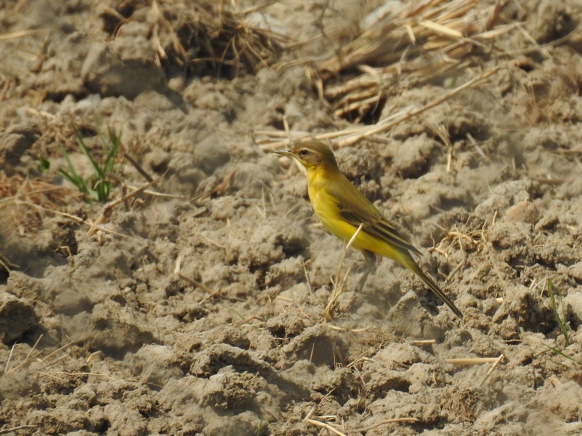 Western Yellow Wagtail - ML645725097