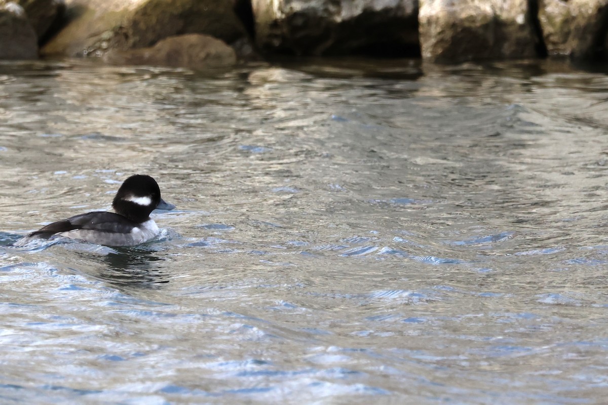 Bufflehead - ML645725098