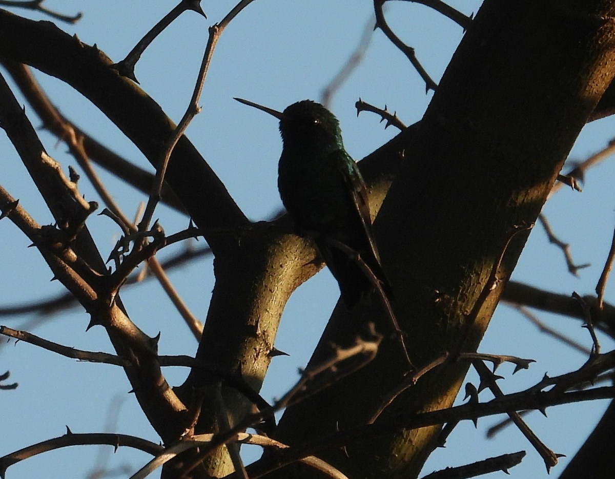 Gilded Hummingbird - ML645725103