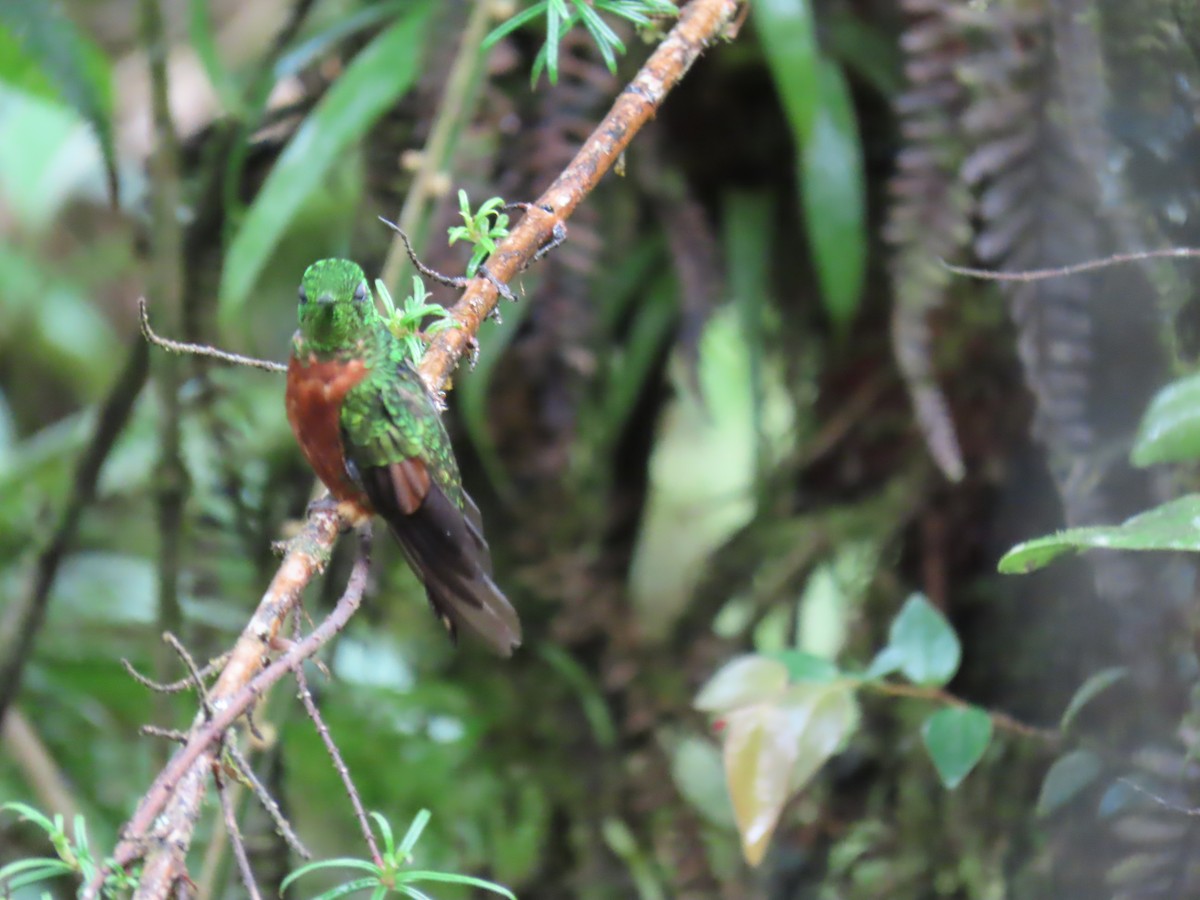 Chestnut-breasted Coronet - ML645725104