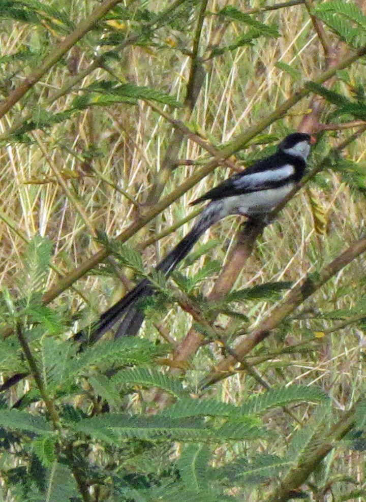 Pin-tailed Whydah - ML645725106