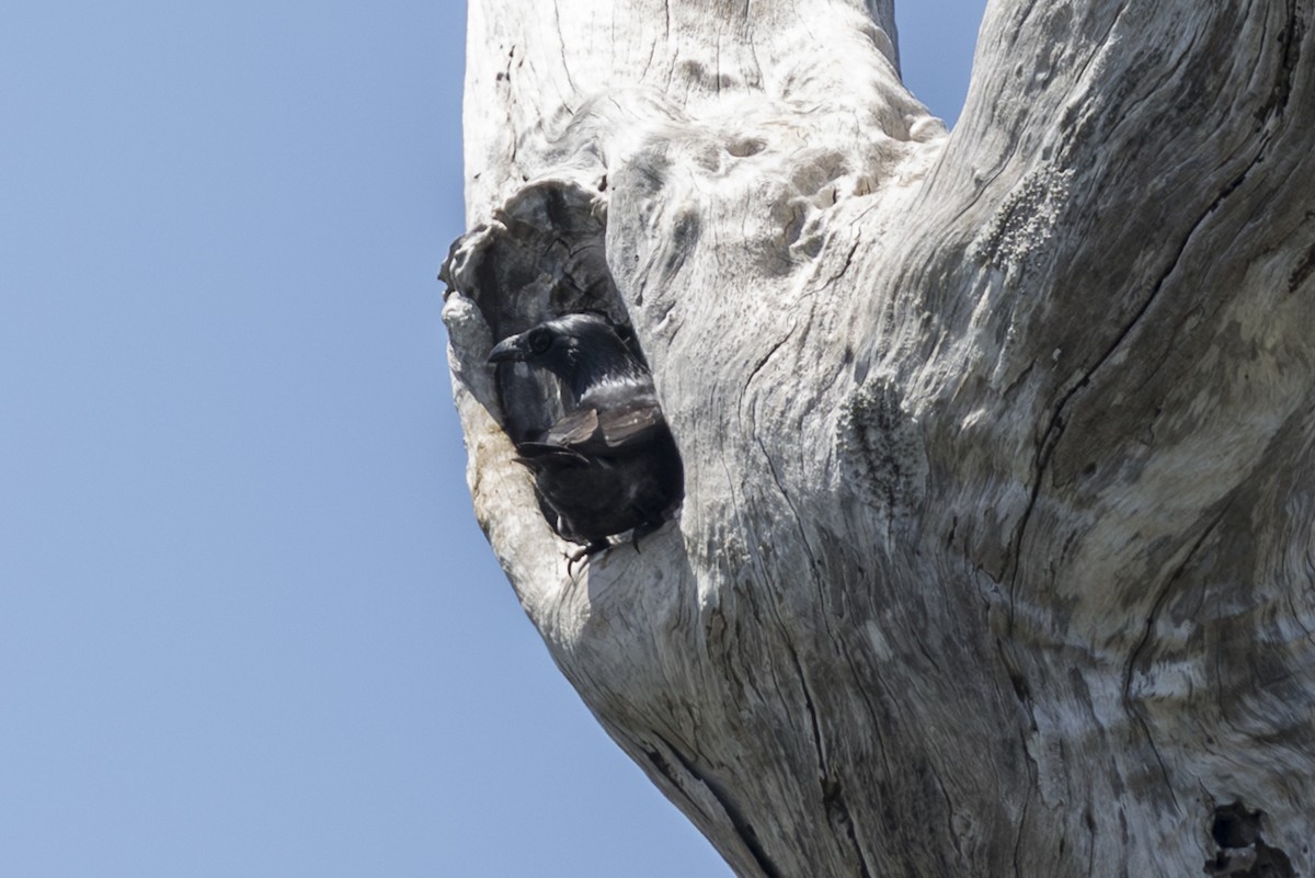 Tanimbar Starling - ML645725107