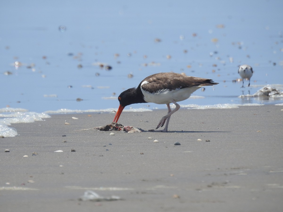 American Oystercatcher - ML645725108