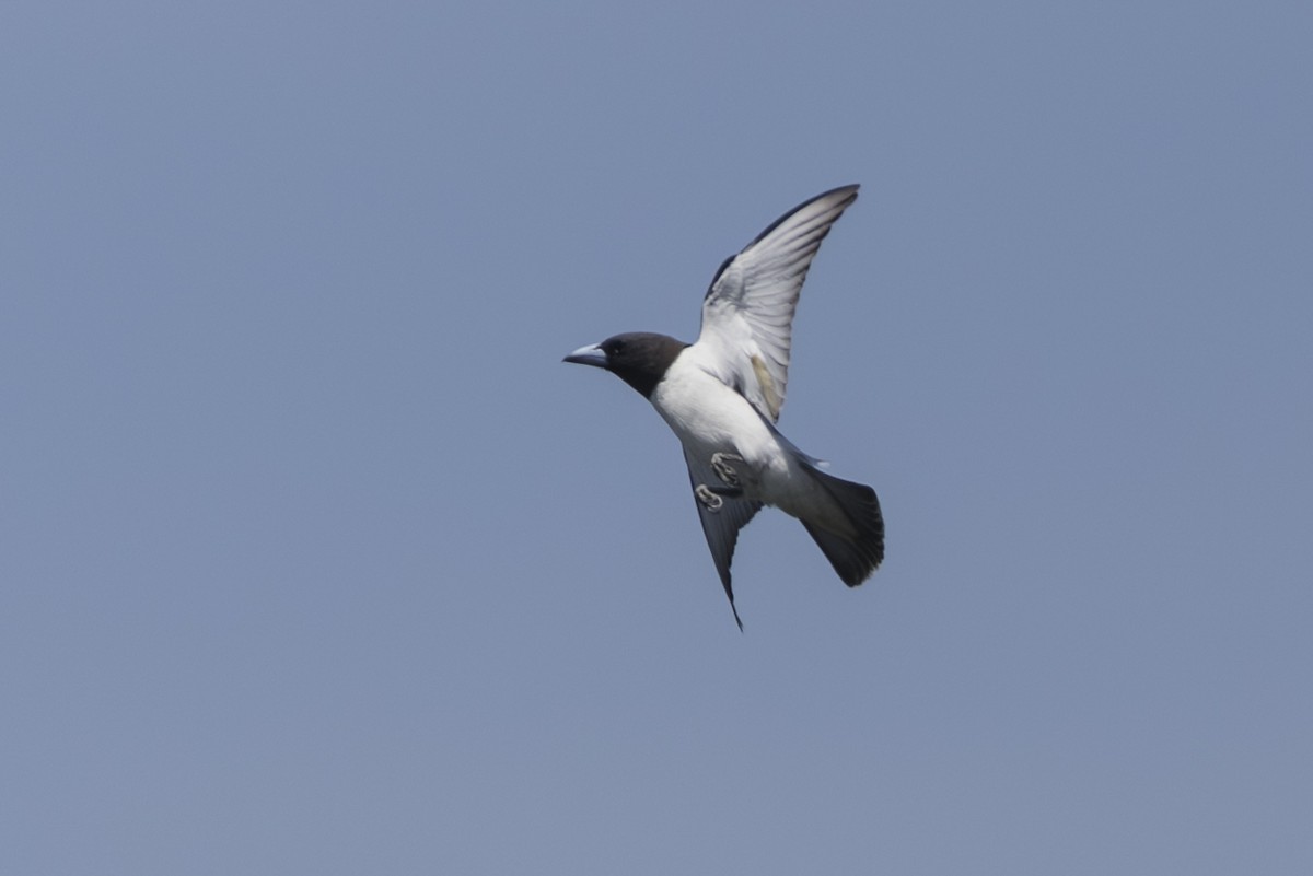 White-breasted Woodswallow - ML645725109