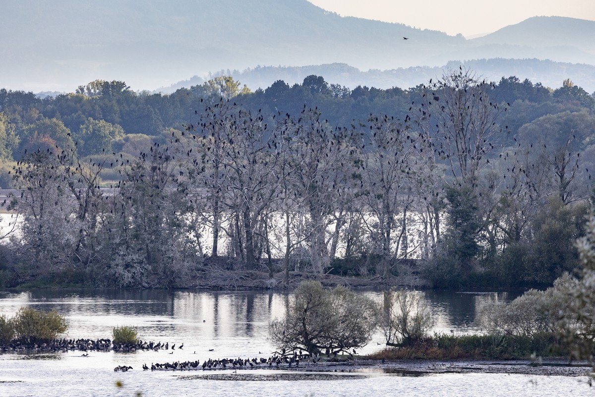 Great Cormorant - ML645725110