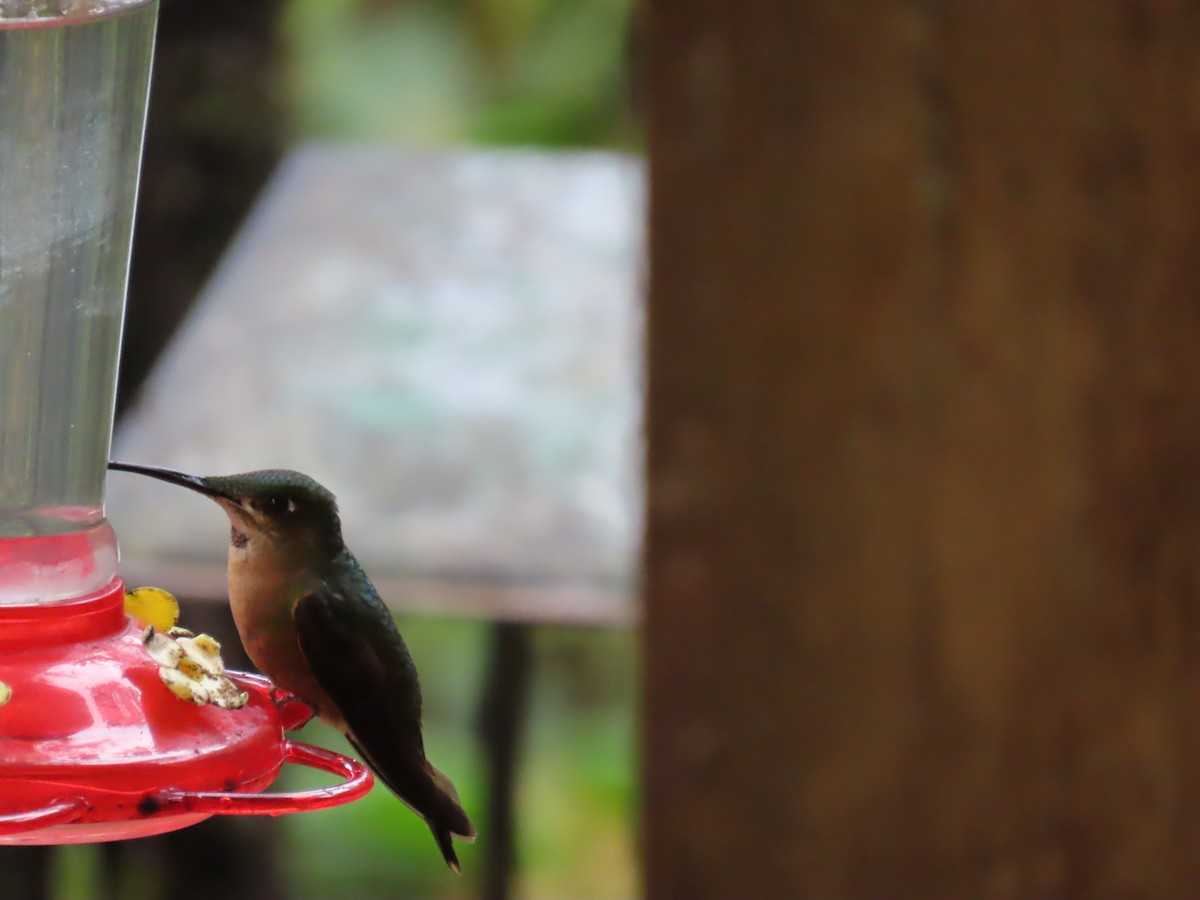 Fawn-breasted Brilliant - ML645725111