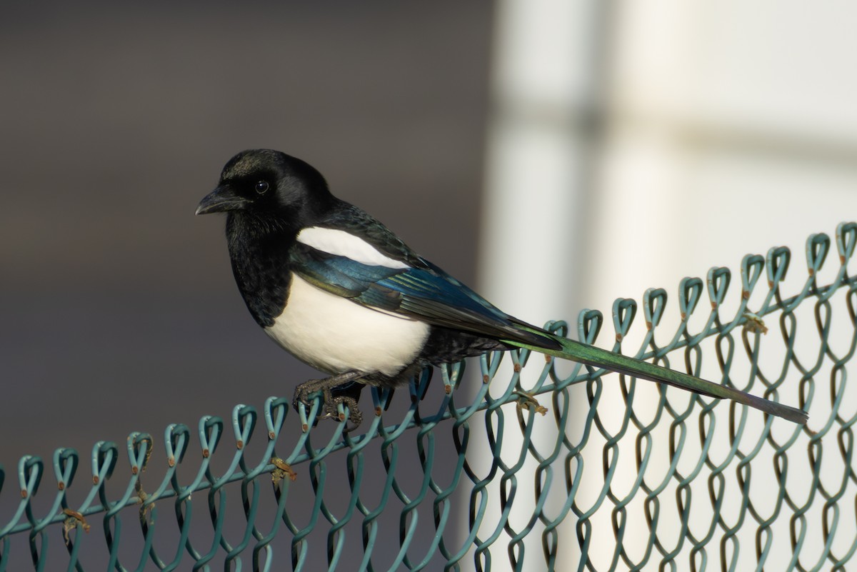 Eurasian Magpie - ML645725112